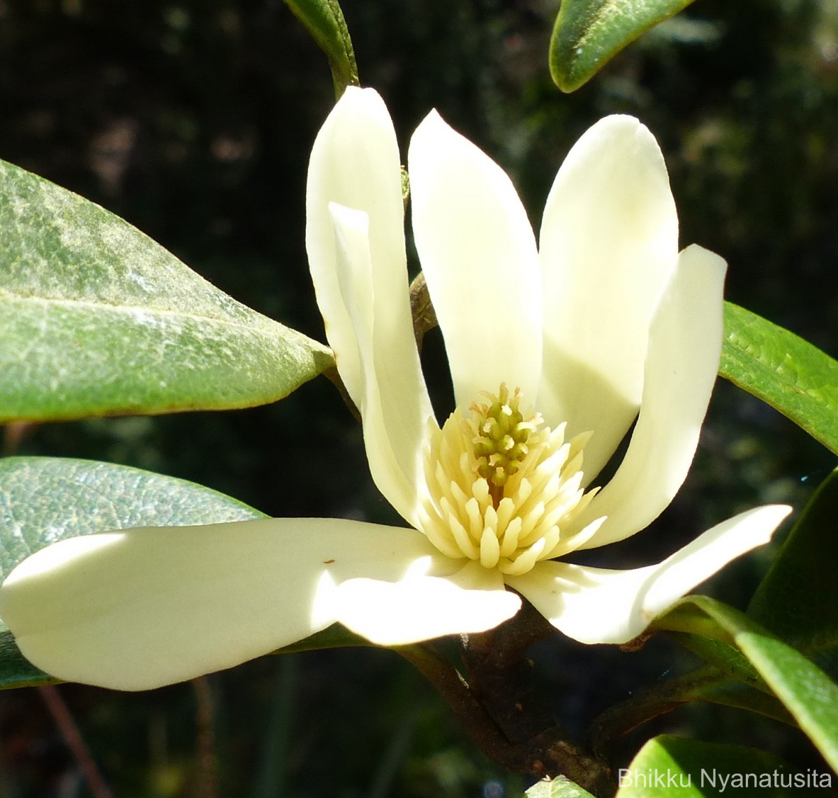 Magnolia nilagirica (Zenker) Figlar